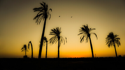 Fototapeta na wymiar Brilliant sunset with date palm tree