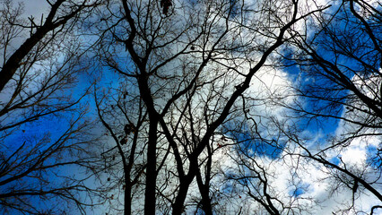 blue contrast sky behind the trees in the forest