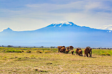 Fototapeta premium An Elephant herd on the move under the shadow of Africa's highest mountain - Kilimanjaro in this spectacular and timeless, classic African scene at the Amboseli National Park, Kenya