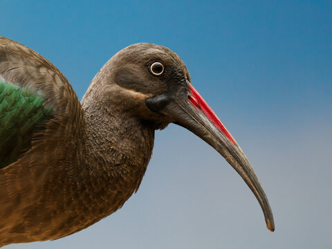 Hadaba ibis on a blue background