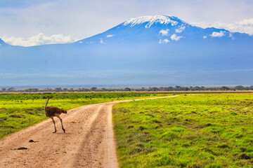 A Female Ostrich is pictured against the background of the vast face of Mount Kilimanjaro at Amboseli National Park, Kenya
