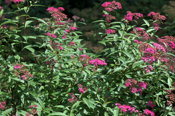 Flowering japanese meadowsweet or Japanese spiraea Shirobana (Spiraea japonica)