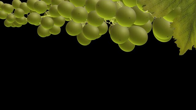 Growing Green Grape Berries - Time Lapse - II - Very Close Up - Alpha Channel - Artistic naturalistic realistic 3D animation isolated on transparent background