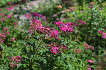Obraz premium Flowering japanese meadowsweet or Japanese spiraea Shirobana (Spiraea japonica)
