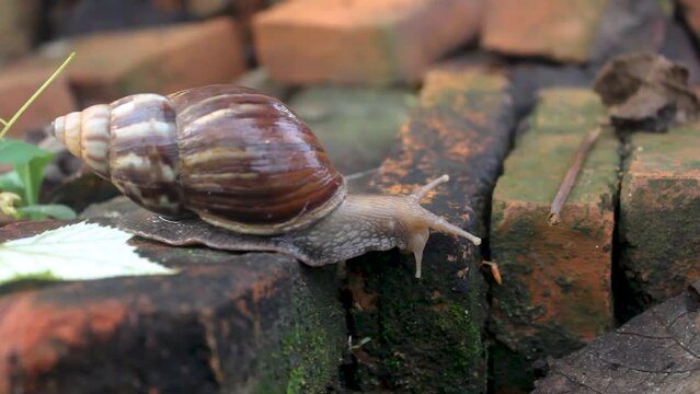
A snail with the Latin name Achatina fulica moves and walks slowly on stones, nocturnal, slimy animals.