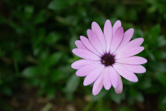 close up of pink daisy