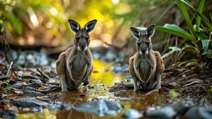 Badkamer foto achterwand dynamic image featuring playful kangaroo joeys in a mud pool, emphasizing their small size and bouncy play © Tina