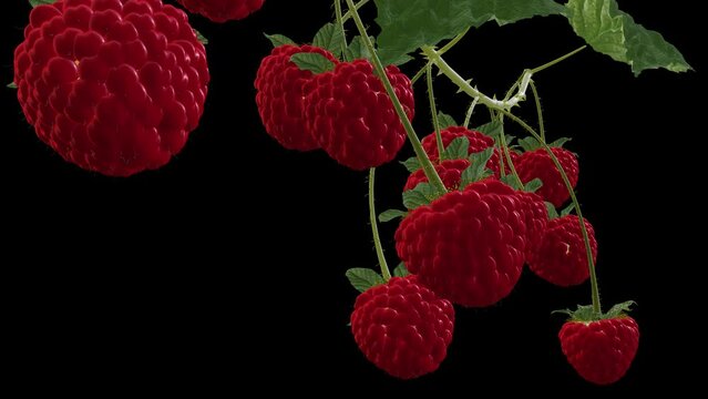 Growing Raspberries - Time Lapse - III - Very Close Up - Alpha Channel - Artistic naturalistic realistic 3D animation isolated on transparent background 