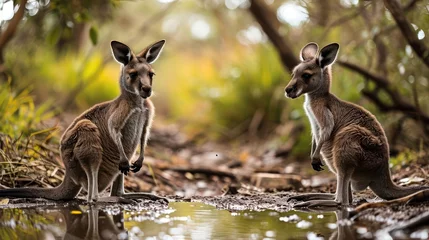 Schilderijen op glas dynamic image featuring playful kangaroo joeys in a mud pool, emphasizing their small size and bouncy play © Tina