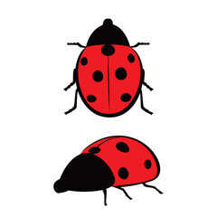ladybird vector illustration. beautiful ladybug sign and symbol.
