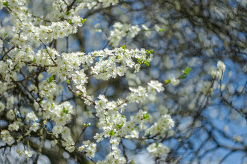 Bright spring background with blooming trees.