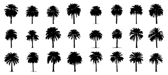 silhouette of date palm tree. - obrazy, fototapety, plakaty