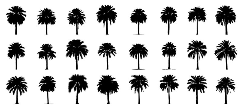 silhouette of date palm tree.