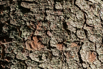 Different tree bark structure in the forest.