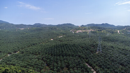 Oil palm plantations are located in mountainous areas and pass through high voltage or short circuit electric currents