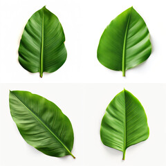 top down view of banana leaf laid horizontally, white background.