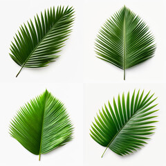 top down view of coconut leaf laid horizontally, white background.