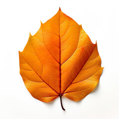top down view of mango autumn leaf laid horizontally, white background.