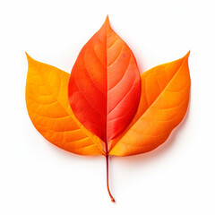 top down view of mango autumn leaf laid horizontally, white background.