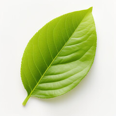 top down view of lemon leaf laid horizontally, white background.