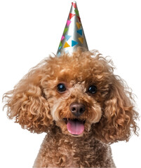 Cute Birthday Poodle on a white isolated Background