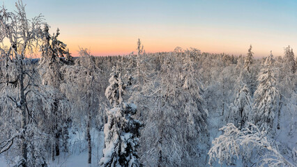 Panoramic view of the winter forest.