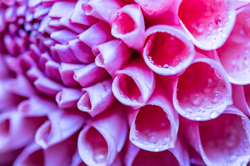 Dahlia flower macro water droplet shot; Shallow depth of field.