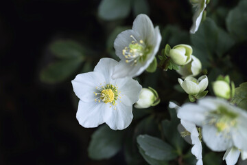 Fototapeta premium Klare weiße Blüten der Schneerose, Christrose oder Schwarze Nieswurz