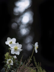 Klare weiße Blüten der Schneerose, Christrose oder Schwarze Nieswurz