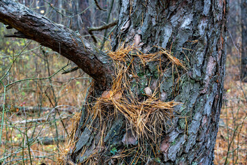 Different tree bark structure in the forest.