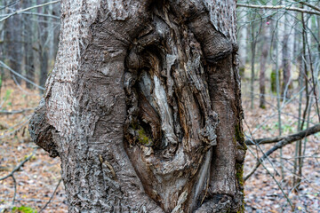 Different tree bark structure in the forest.