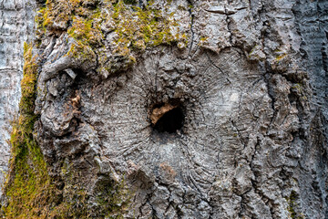 Different tree bark structure in the forest.