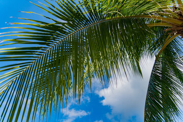 Palm trees.
Coconut palms along the seashore in Nha Trang, Vietnam.