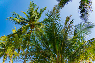 Fototapeta na wymiar Palm trees. Coconut palms along the seashore in Nha Trang, Vietnam.