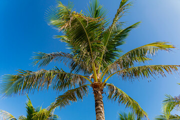 Palm trees.
Coconut palms along the seashore in Nha Trang, Vietnam.