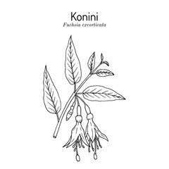Konini, or New Zealand fuchsia (Fuchsia excorticata), edible and ornamental plant