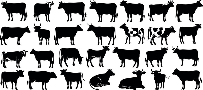 Cow silhouettes in diverse positions, perfect for agriculture, dairy products, and farm-themed designs. Ideal for livestock management, sustainable agriculture, and animal husbandry