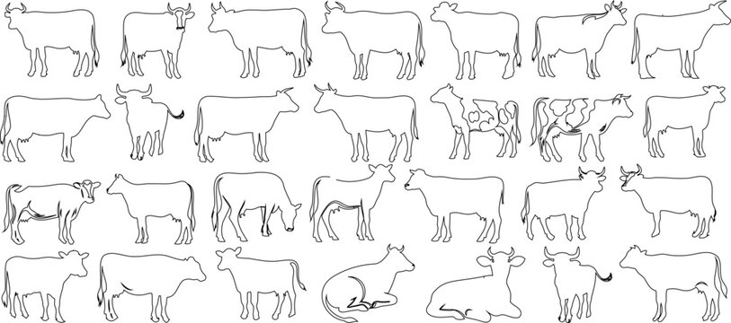 Outlined cows in various poses, perfect for educational, farming content. Simple, minimalistic, modern cow line art on a white background. Ideal for animal themed designs