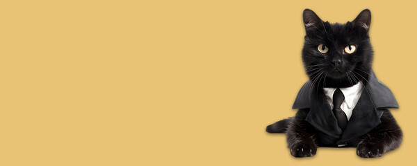 Black cat banner with copy spacing