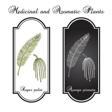 Sugar palm (Arenga pinnata), edible and medicinal plant