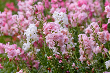 Levkoy ( lat. Matthiola ) is a genus of annual and perennial herbaceous plants of the Brassicaceae family