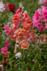 Levkoy ( lat. Matthiola ) is a genus of annual and perennial herbaceous plants of the Brassicaceae family