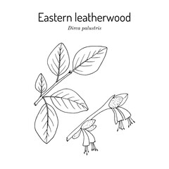 Eastern leatherwood, or Leather Wood (Dirca palustris), medicinal plant