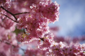 Spring is my favorite season