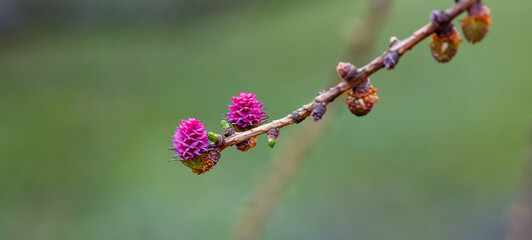A young larch cone on a branch