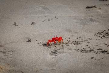 Red ghost crabs (Gecarcoidea natalis) running & sand digging , a Brachyura land crab or red crazy ant shellfish Gecarcinidae species that is endemic to near Kovalam beach, Tamilnadu, Indian Ocean.