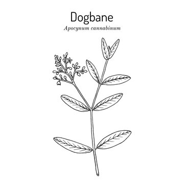 Dogbane, or Indian Hemp (Apocynum cannabinum), edible and medicinal plant