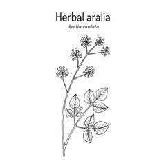 Herbal aralia, or Japanese spikenard (Aralia cordata), edible and medicinal plant