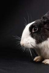Domesticated rabbit, isolated on black background