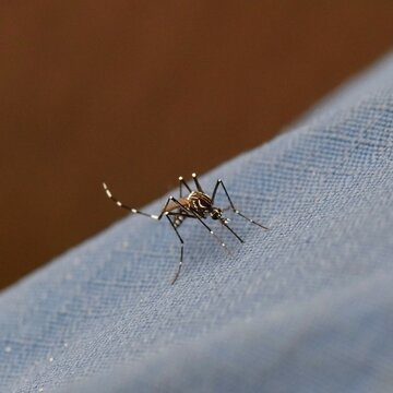 Aedes mosquito